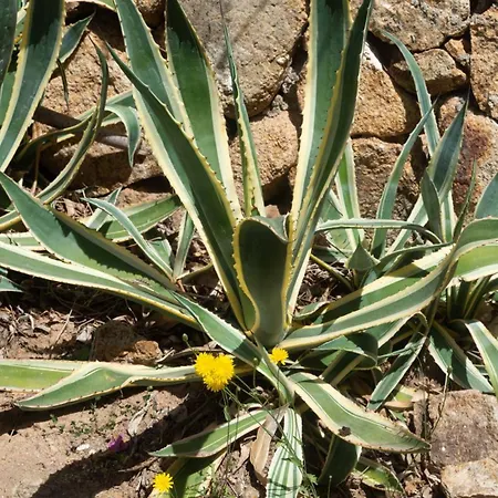 Apartamento Stella Marina Piano Terra *