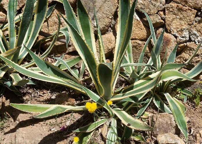 Apartamento Stella Marina Piano Terra *
